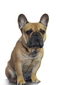 Hund 2a